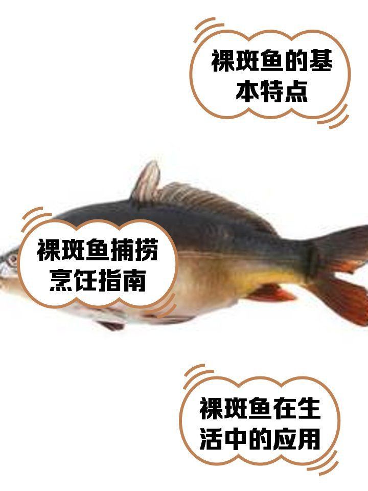 裸斑魚屬于什么檔次