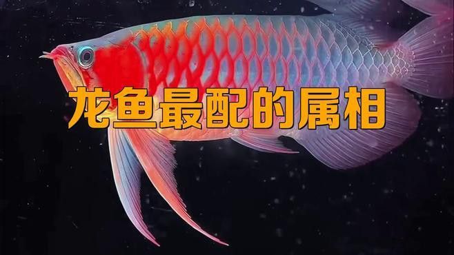 生肖屬龍的人適合養龍魚嗎？