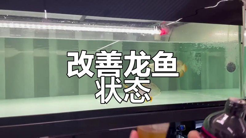 如何判斷龜增色龍魚是否吃飽？
