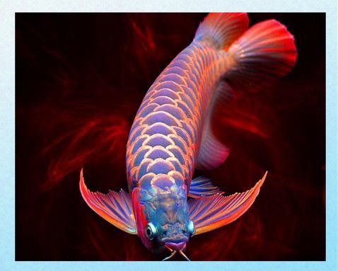 如何判斷龜增色龍魚是否吃飽？