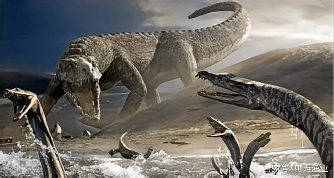 大花恐龍魚和虎紋恐龍魚哪個好養活些