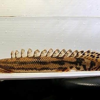 大花恐龍魚和虎紋恐龍魚哪個好養活些