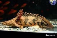 大花恐龍魚和虎紋恐龍魚哪個好養活些