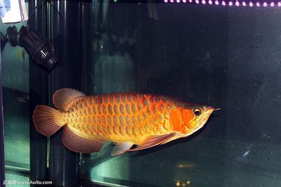 龍魚低水位 養的好處是什么：低水位養殖龍魚有多重好處，龍魚低水位飼養的注意事項