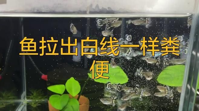 銀龍魚缸里有白色的一坨屎