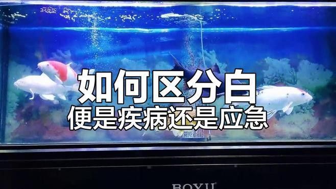 銀龍魚缸里有白色的一坨屎