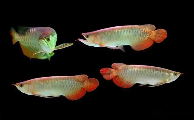 魚缸能養幾條龍魚：養龍魚的數量取決于多種因素