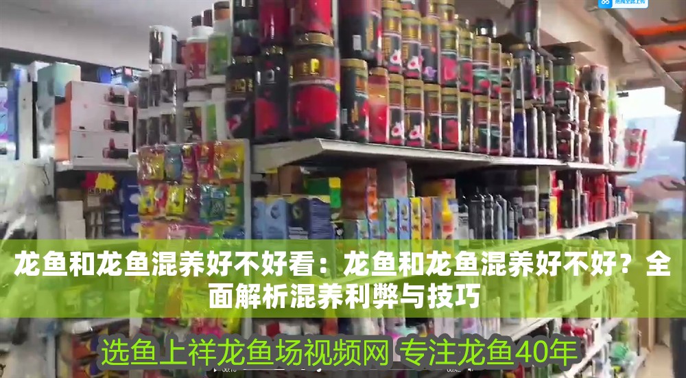 龍魚和龍魚混養好不好看：龍魚和龍魚混養好不好？全面解析混養利弊與技巧