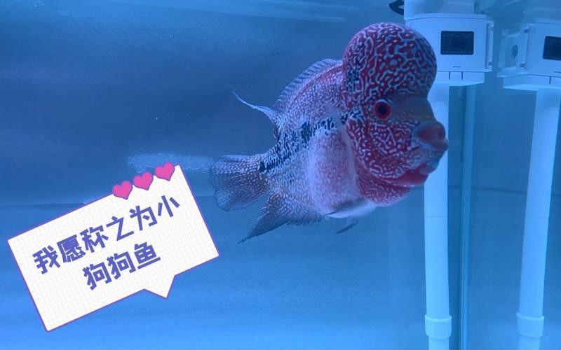 龍魚和羅漢魚哪個好養