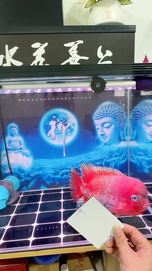 龍魚和羅漢魚哪個好養