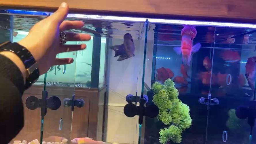 龍魚和羅漢魚哪個好養