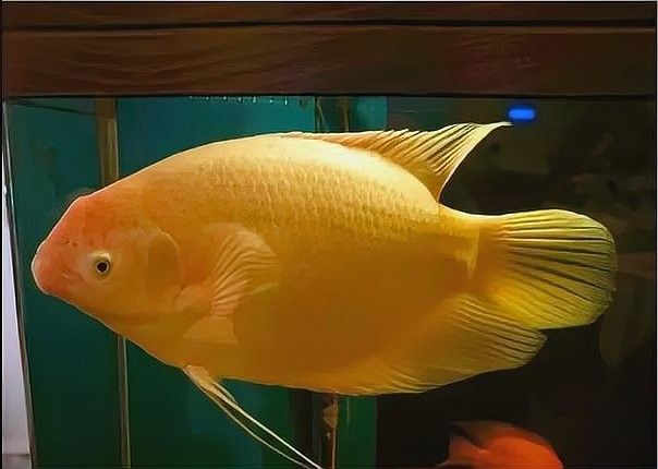 龍魚和羅漢魚哪個好養