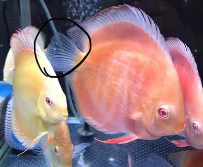 龍魚頭頂有白點怎么治：龍魚頭頂有白點怎么治療