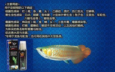 養(yǎng)龍魚必備藥劑是什么東西：養(yǎng)龍魚必備藥劑