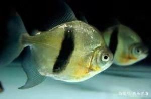 龍魚缸配魚：幾種適合與龍魚混養(yǎng)的魚類