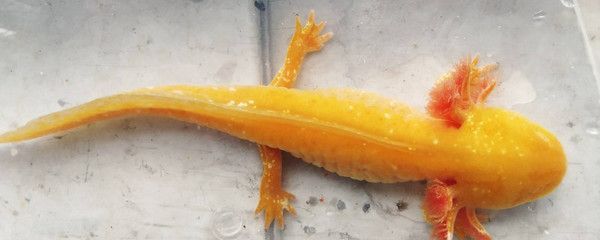 六角恐龍魚疾病預防方法：六角恐龍魚水質檢測方法，六角恐龍魚日常護理要點 六角恐龍魚疾病預防方法：六角恐龍魚水質檢測方法，六角恐龍魚日常護理要點 龍魚百科 第2張