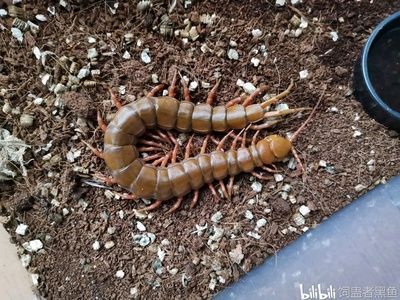 蜈蚣對龍魚有什么好處和壞處：喂食蜈蚣對龍魚有什么好處和壞處