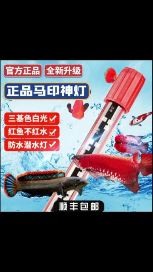 如何預防紅龍魚褪色？