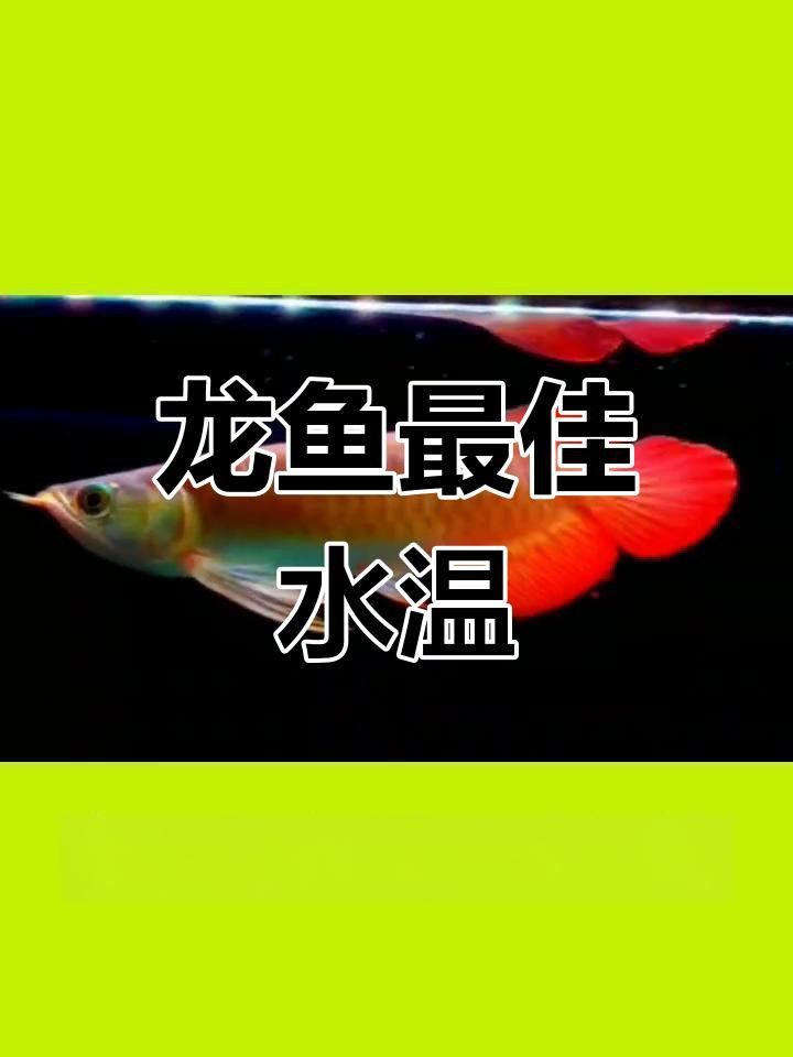 如何預防紅龍魚褪色？