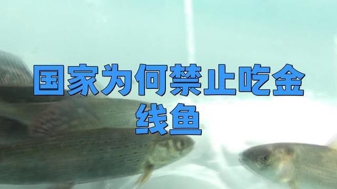 金絲魚盡量少吃的原因