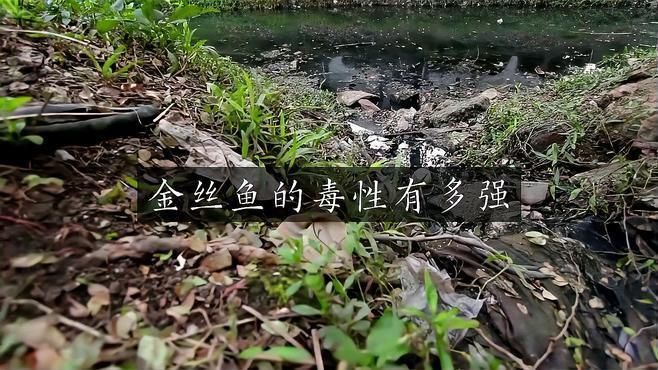 金絲魚盡量少吃的原因