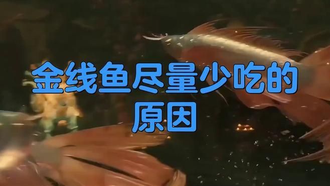 金絲魚盡量少吃的原因