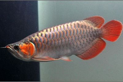和紅龍魚混養的高端魚叫什么魚：與紅龍魚混養的高端魚叫什么魚