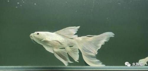 白金龍鳳鯉魚：關于白金龍鳳鯉魚的詳細信息