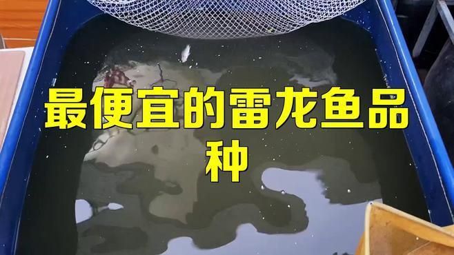 雷龍魚哪個品種好看便宜
