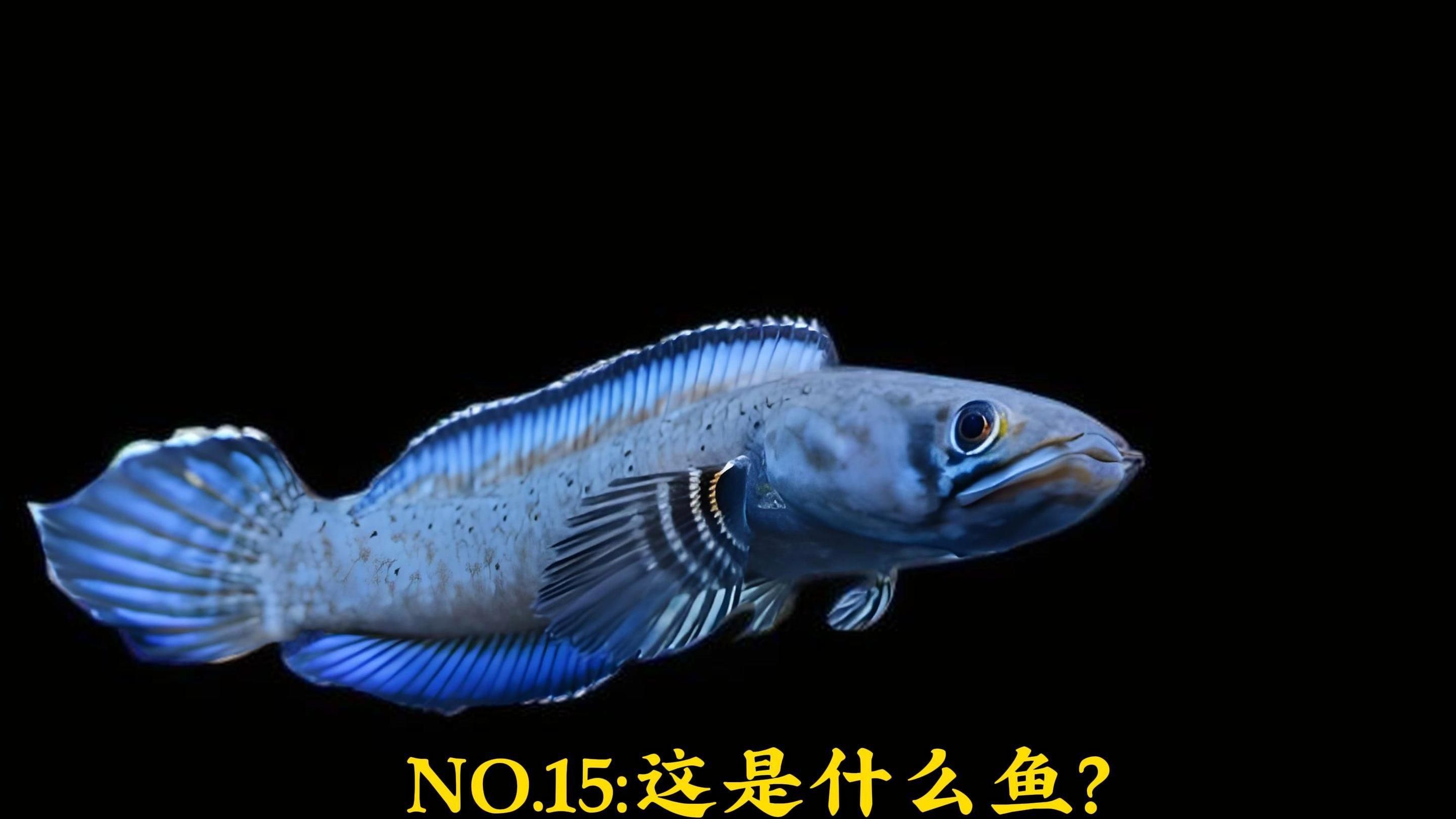 雷龍魚哪個品種好看便宜