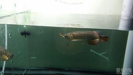龍魚最近不吃食怎么辦