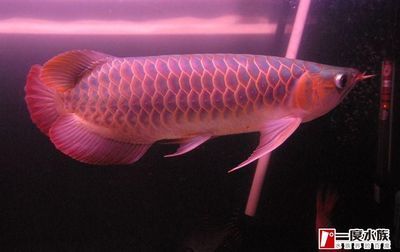 皇宮vip龍魚芯片查詢網址是多少：皇宮vip龍魚芯片查詢網址