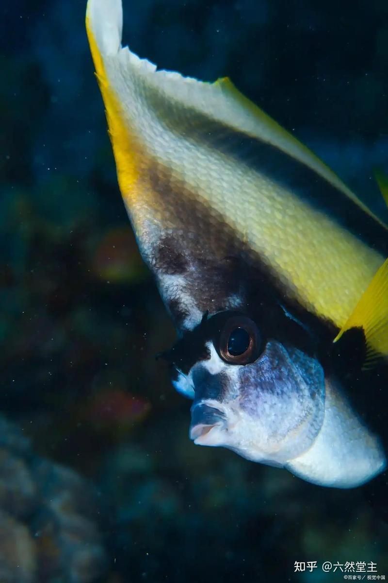 深海龍魚有哪些科研價值？ 深海龍魚有哪些科研價值？ 龍魚百科 第4張