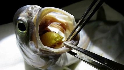 龍魚(yú)嘴前面有肉球：龍魚(yú)嘴前面出現(xiàn)肉球可能是由于肉瘤的形成