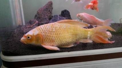 龍魚(yú)嘴前面有肉球：龍魚(yú)嘴前面出現(xiàn)肉球可能是由于肉瘤的形成