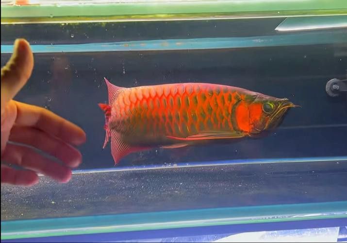 印尼大湖龍魚是怎樣的生活環(huán)境圖片