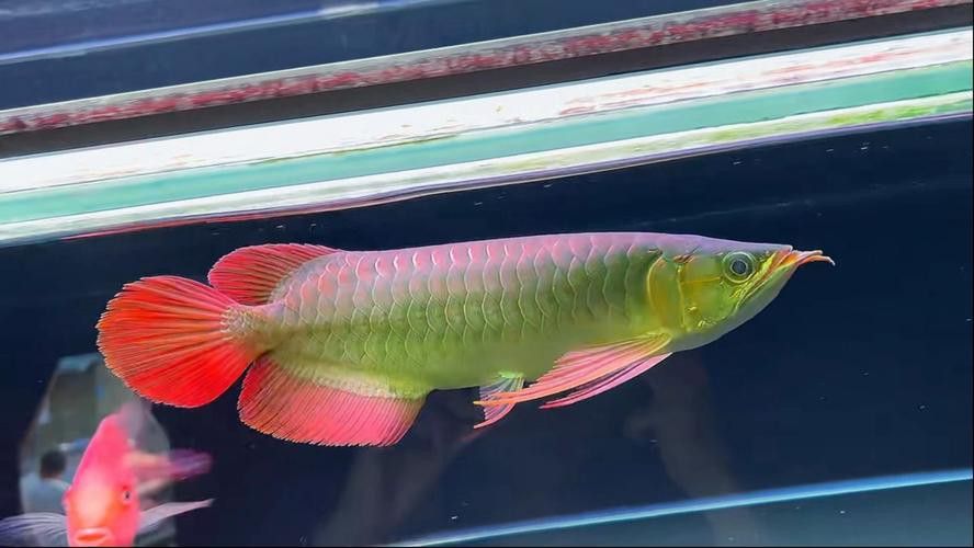 印尼大湖龍魚是怎樣的生活環(huán)境圖片