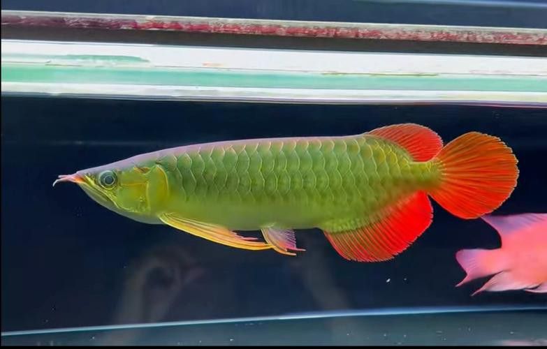 印尼大湖龍魚是怎樣的生活環(huán)境圖片