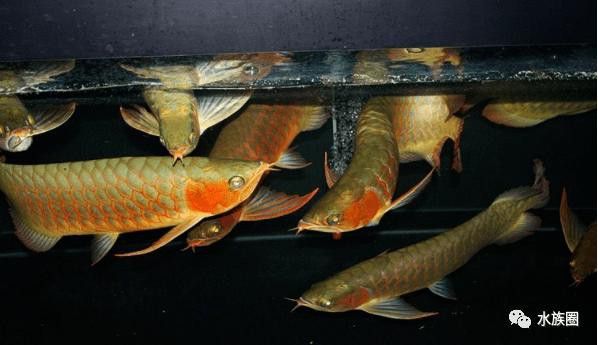 印尼大湖龍魚是怎樣的生活環(huán)境圖片