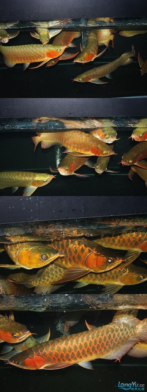 印尼大湖龍魚是怎樣的生活環(huán)境圖片