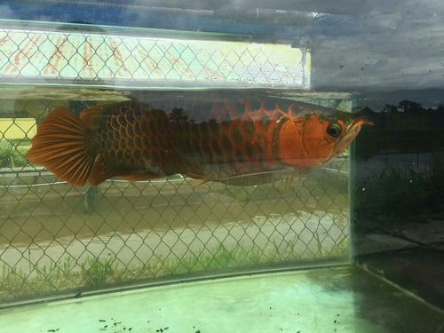 印尼大湖龍魚是怎樣的生活環(huán)境圖片