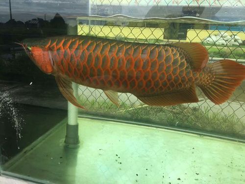 印尼大湖龍魚是怎樣的生活環(huán)境圖片