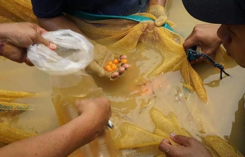 印尼大湖龍魚是怎樣的生活環(huán)境圖片