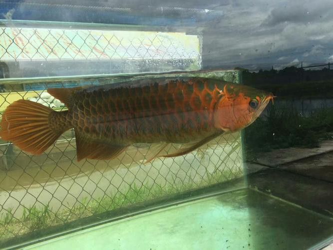 印尼大湖龍魚是怎樣的生活環(huán)境圖片