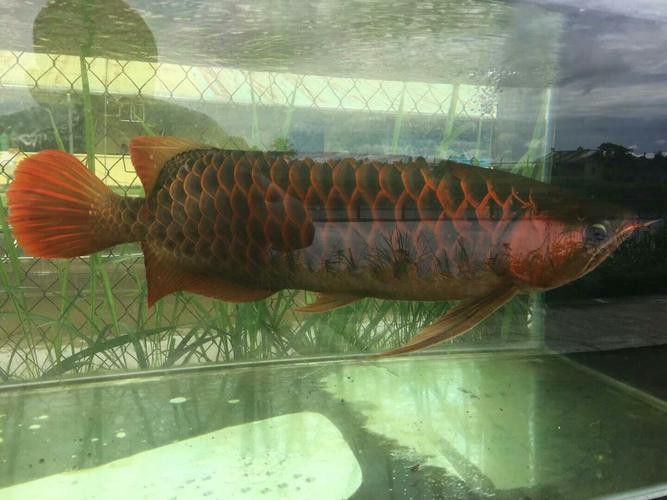 印尼大湖龍魚是怎樣的生活環(huán)境圖片