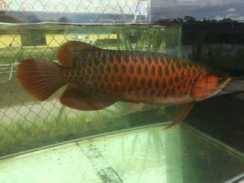 印尼大湖龍魚是怎樣的生活環(huán)境圖片