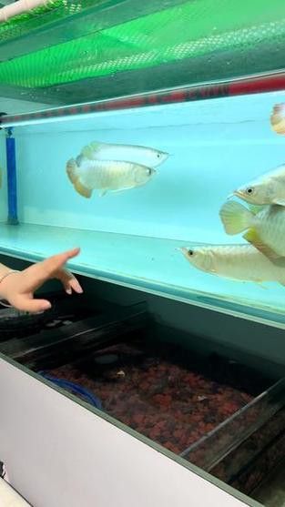 印尼大湖龍魚是怎樣的生活環(huán)境圖片