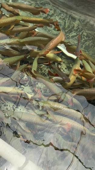 印尼大湖龍魚是怎樣的生活環(huán)境圖片