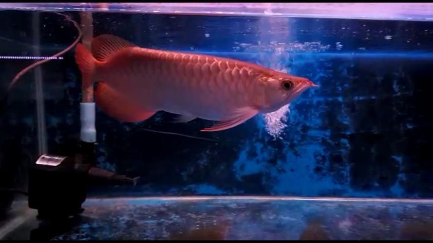 印尼大湖龍魚是怎樣的生活環(huán)境圖片