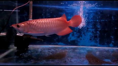 印尼大湖龍魚是怎樣的生活環(huán)境圖片